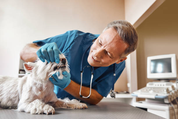 Best Emergency Treatment for Dental Infections or Abscesses in Hooper, NE